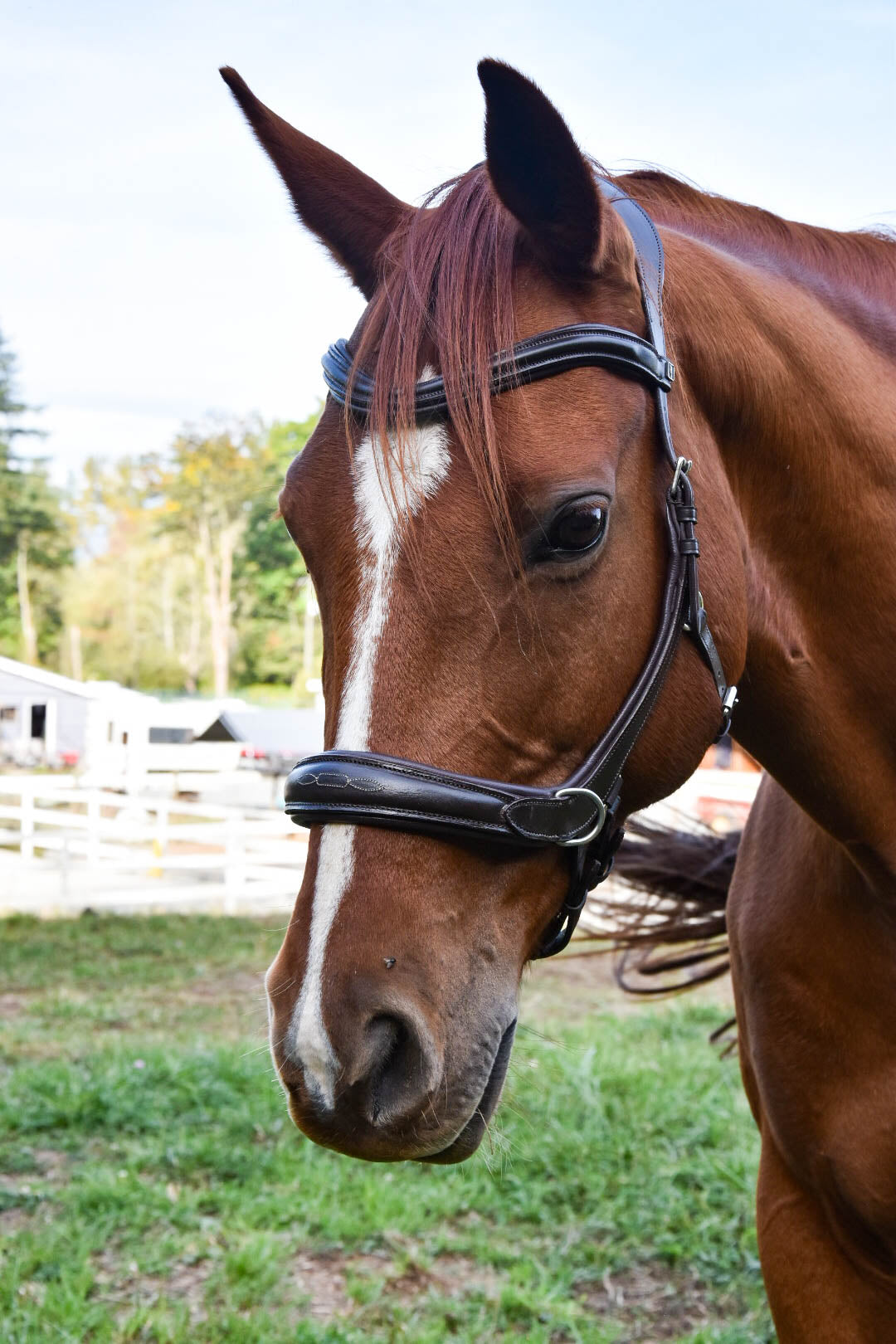 Milo Anatomical Bitless Bridle: 2026 version PRE ORDER ONLY