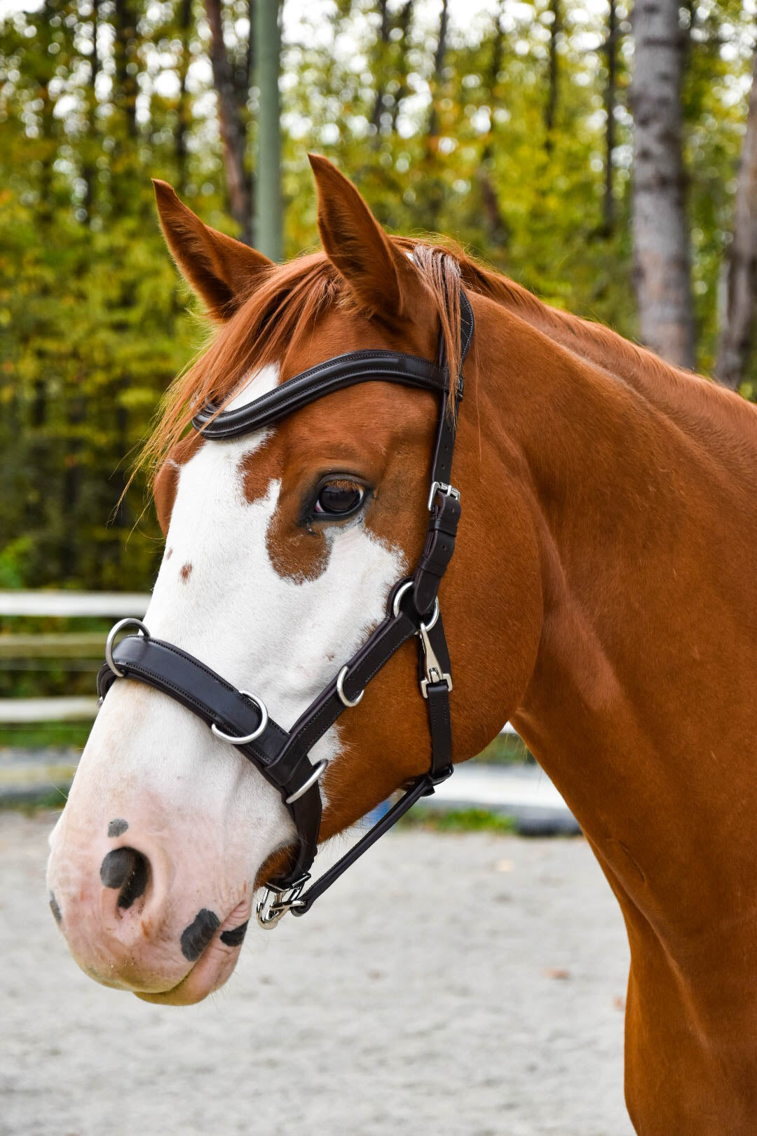 Bridles & Training Equipment – Milestone Equestrian