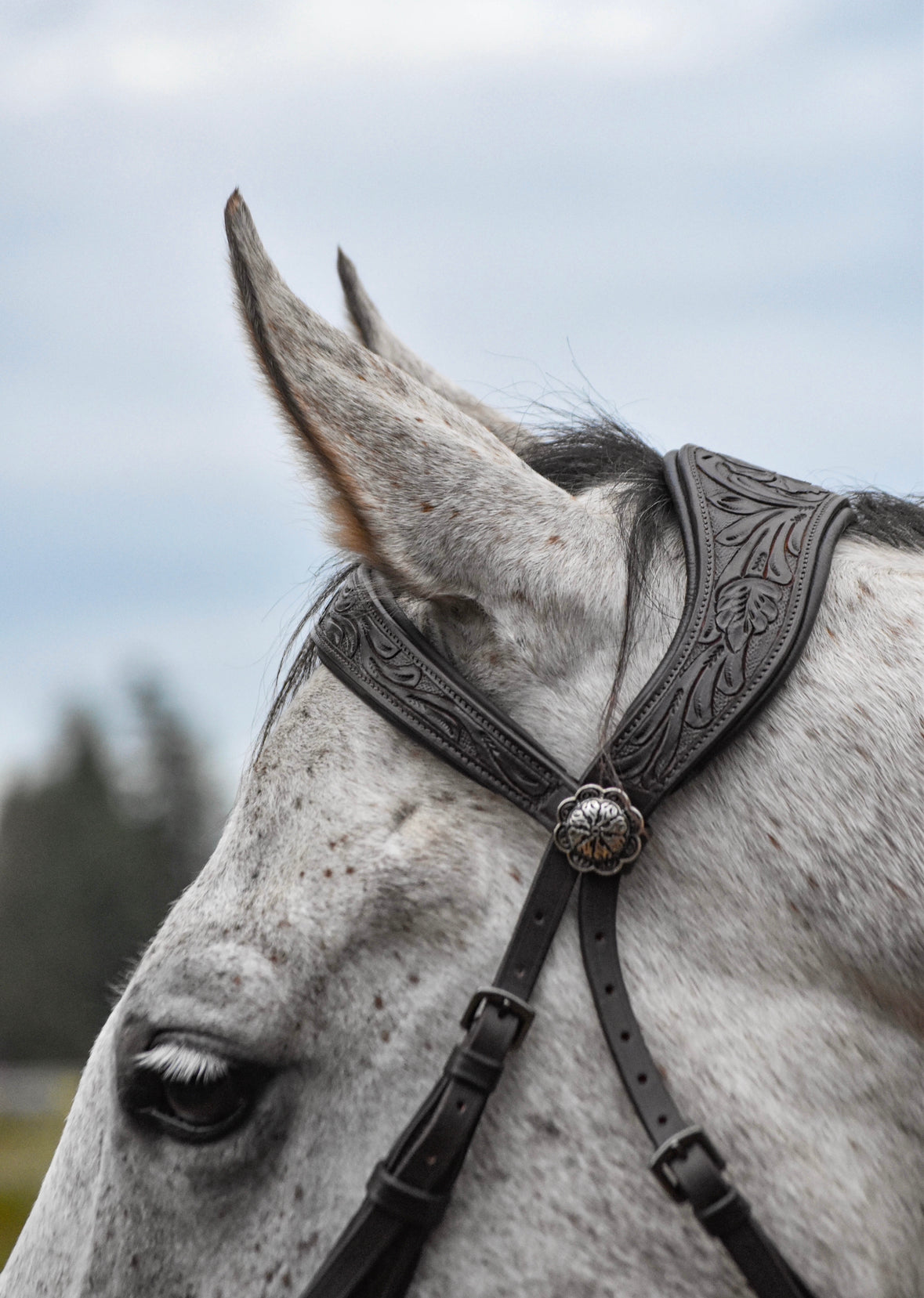 “Mesa” Western Bitted Bridle IN STOCK