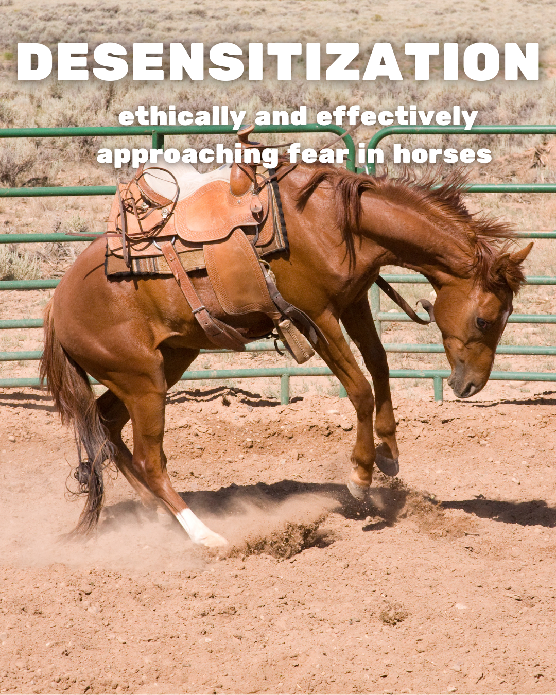 Desensitizing: How to Ethically & Effectively Approach Fear in Horses