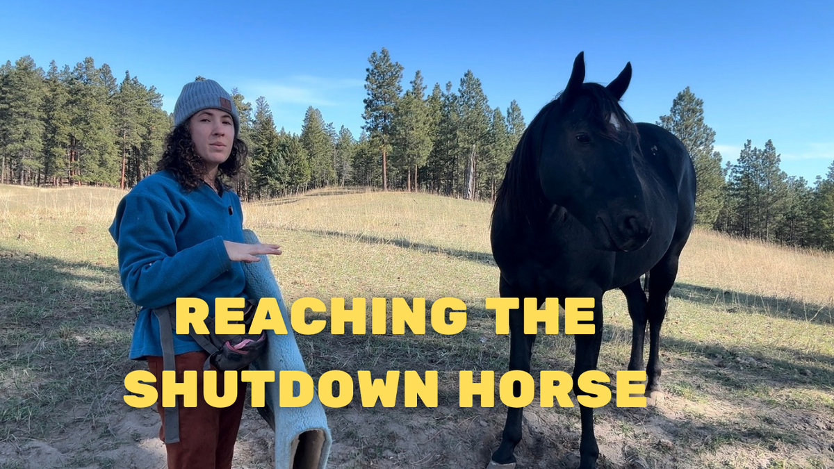 Healing Trauma In The Shutdown Horse: A Case Study Series