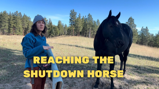 Healing Trauma In The Shutdown Horse: A Case Study Series