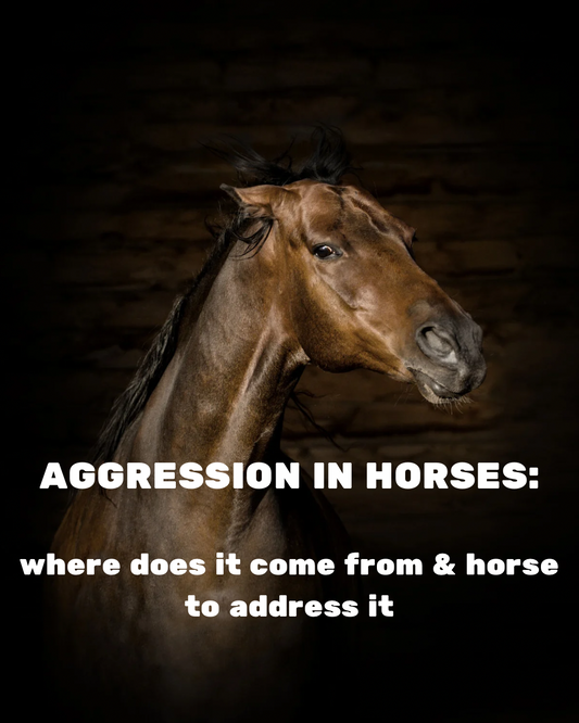 Addressing Aggression In Horses Webinar