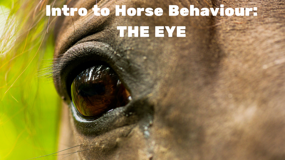 Intro To Horse Behaviour: The EYE – Milestone Equestrian