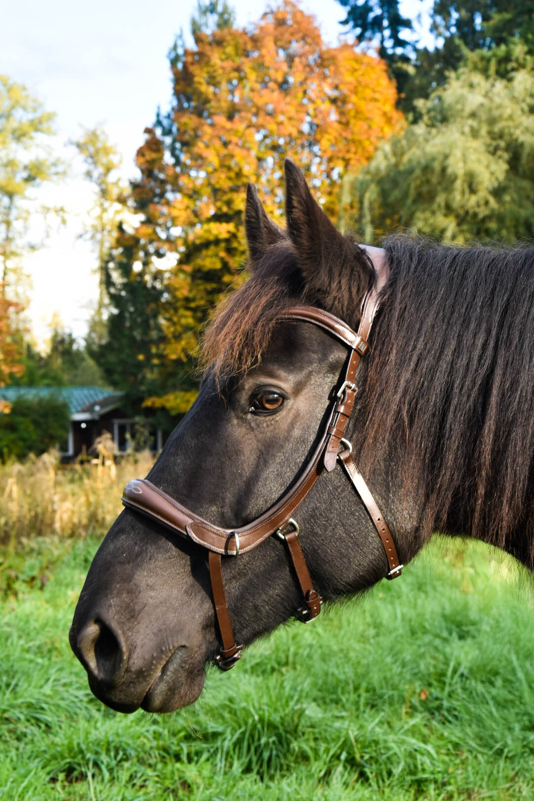 Milo Anatomical Bitless Bridle: 2026 version PRE ORDER ONLY