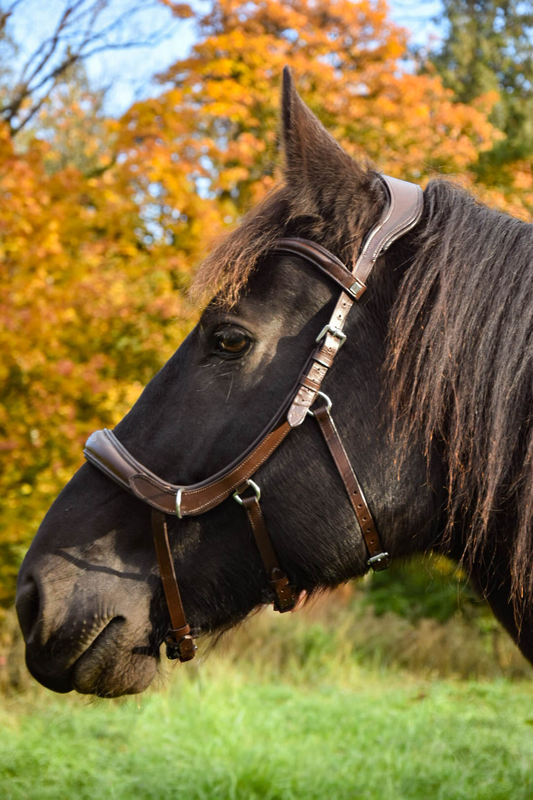 Milo Anatomical Bitless Bridle: 2026 version PRE ORDER ONLY