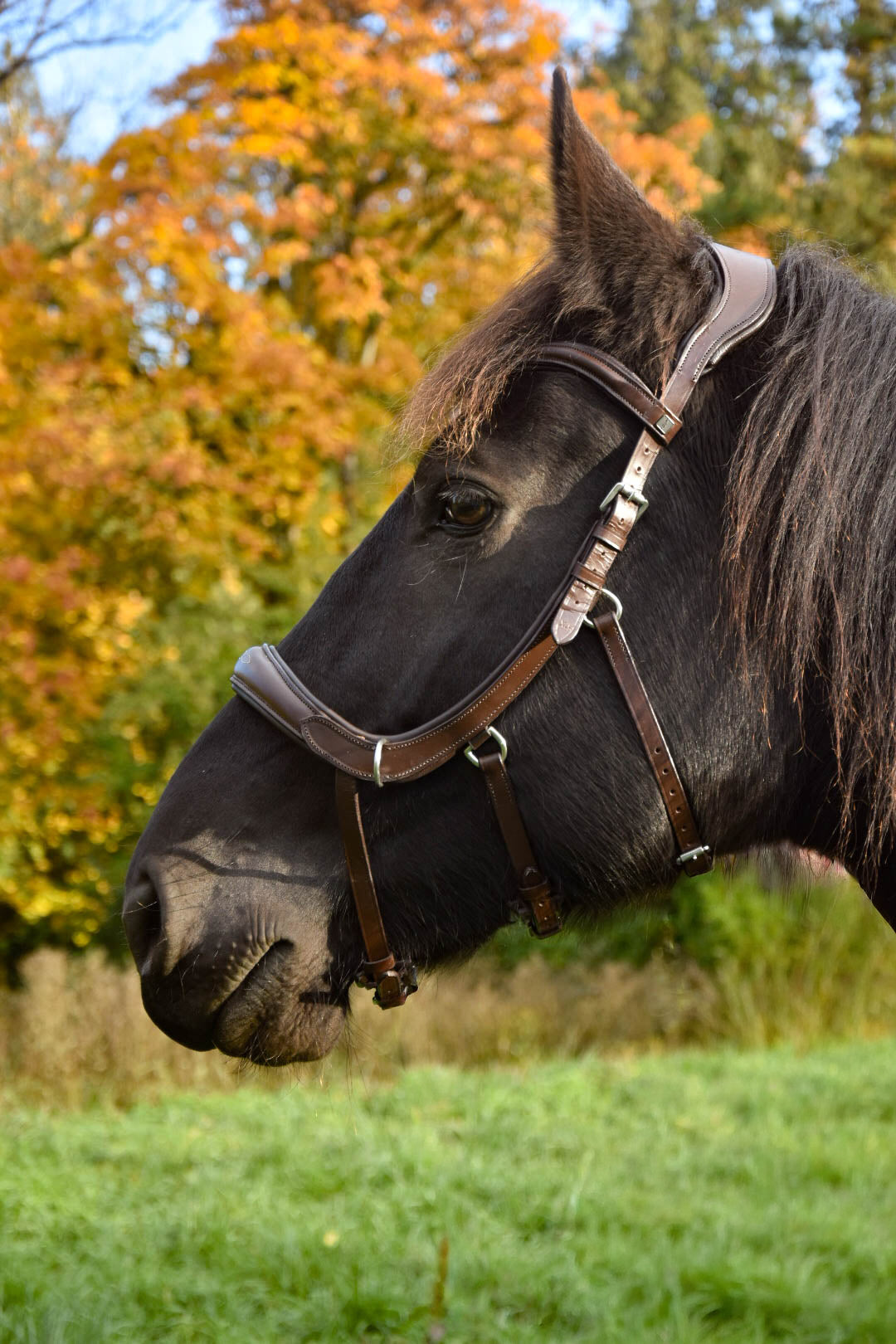 Milo Anatomical Bitless Bridle: 2026 version PRE ORDER ONLY