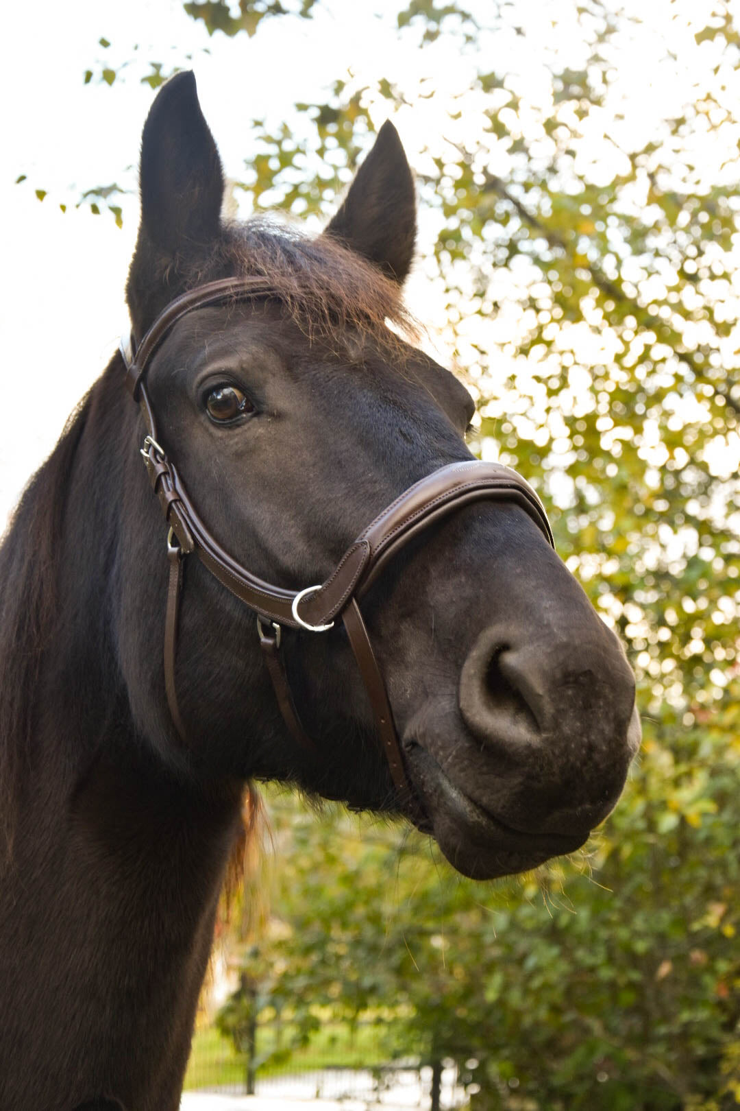 Milo Anatomical Bitless Bridle: 2026 version PRE ORDER ONLY