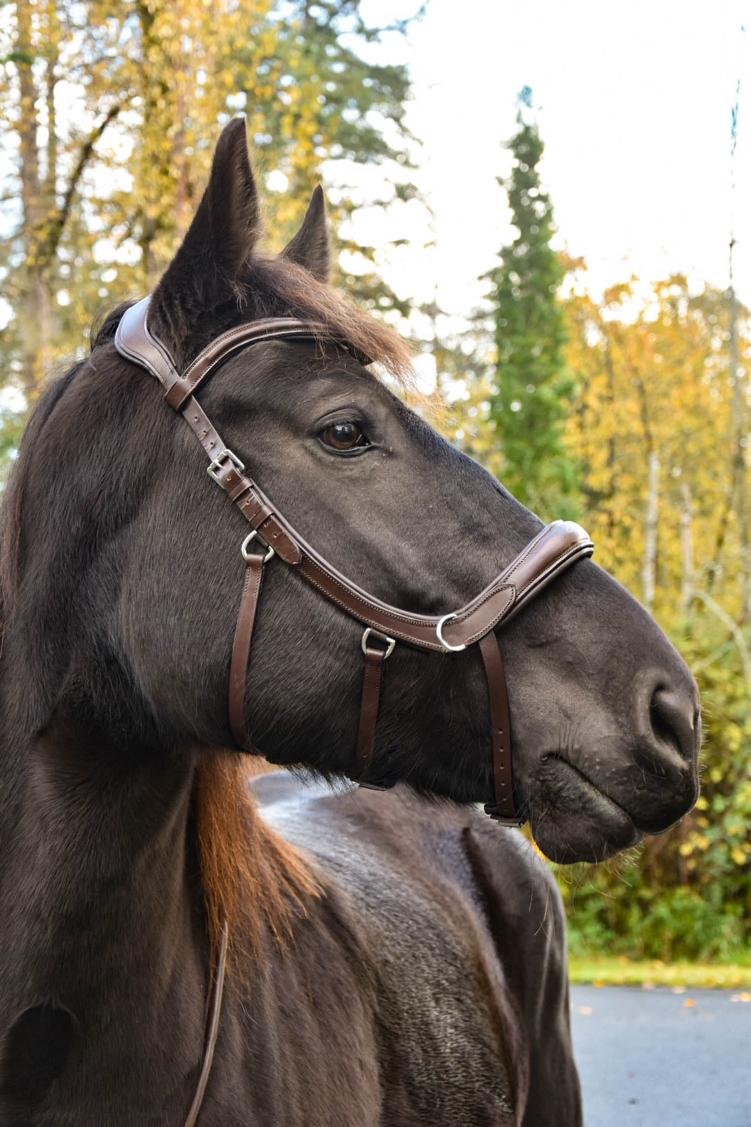 Milo Anatomical Bitless Bridle: 2026 version PRE ORDER ONLY