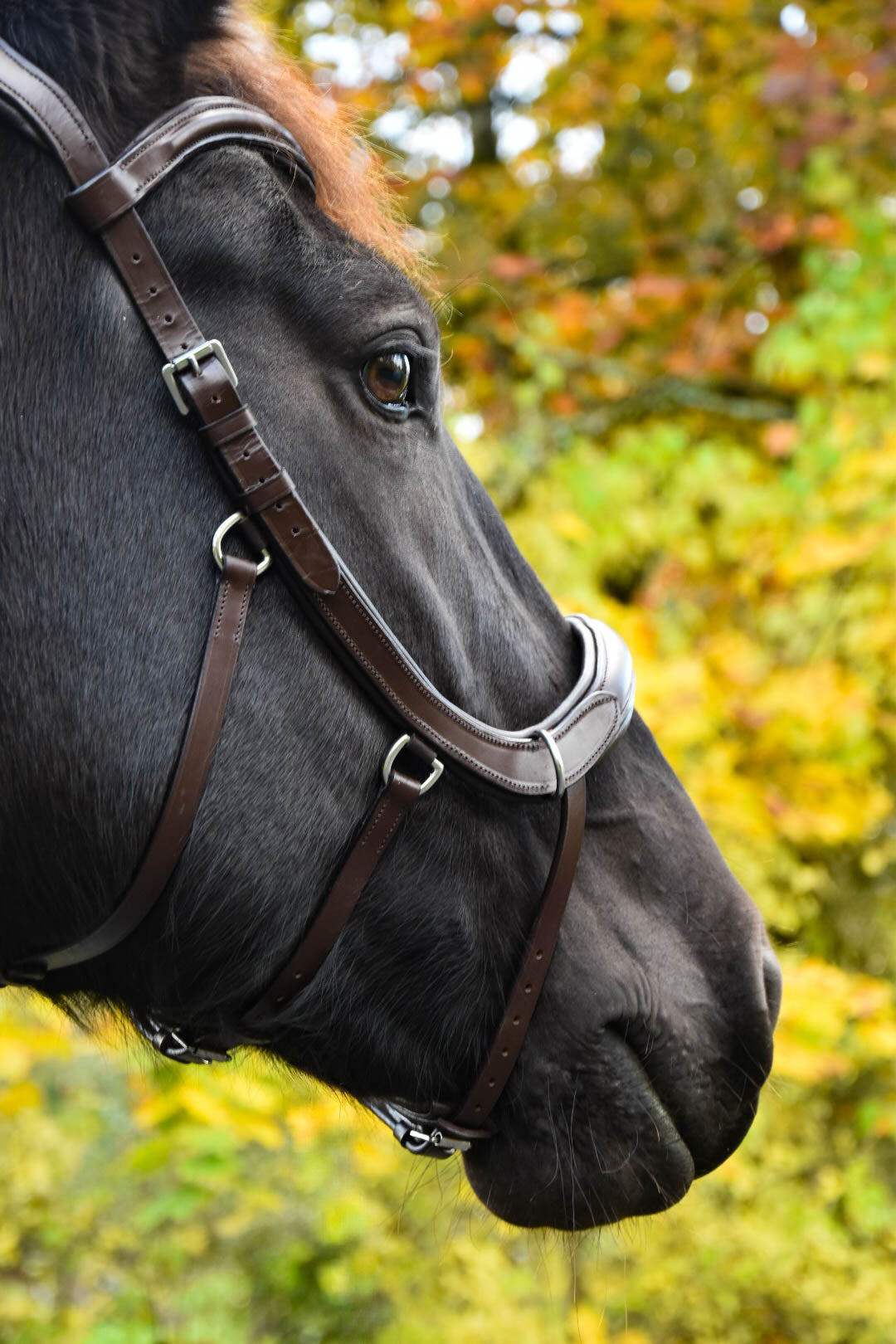 Milo Anatomical Bitless Bridle: 2026 version PRE ORDER ONLY