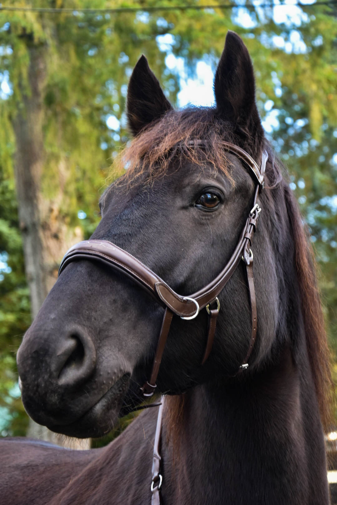 Milo Anatomical Bitless Bridle: 2026 version PRE ORDER ONLY