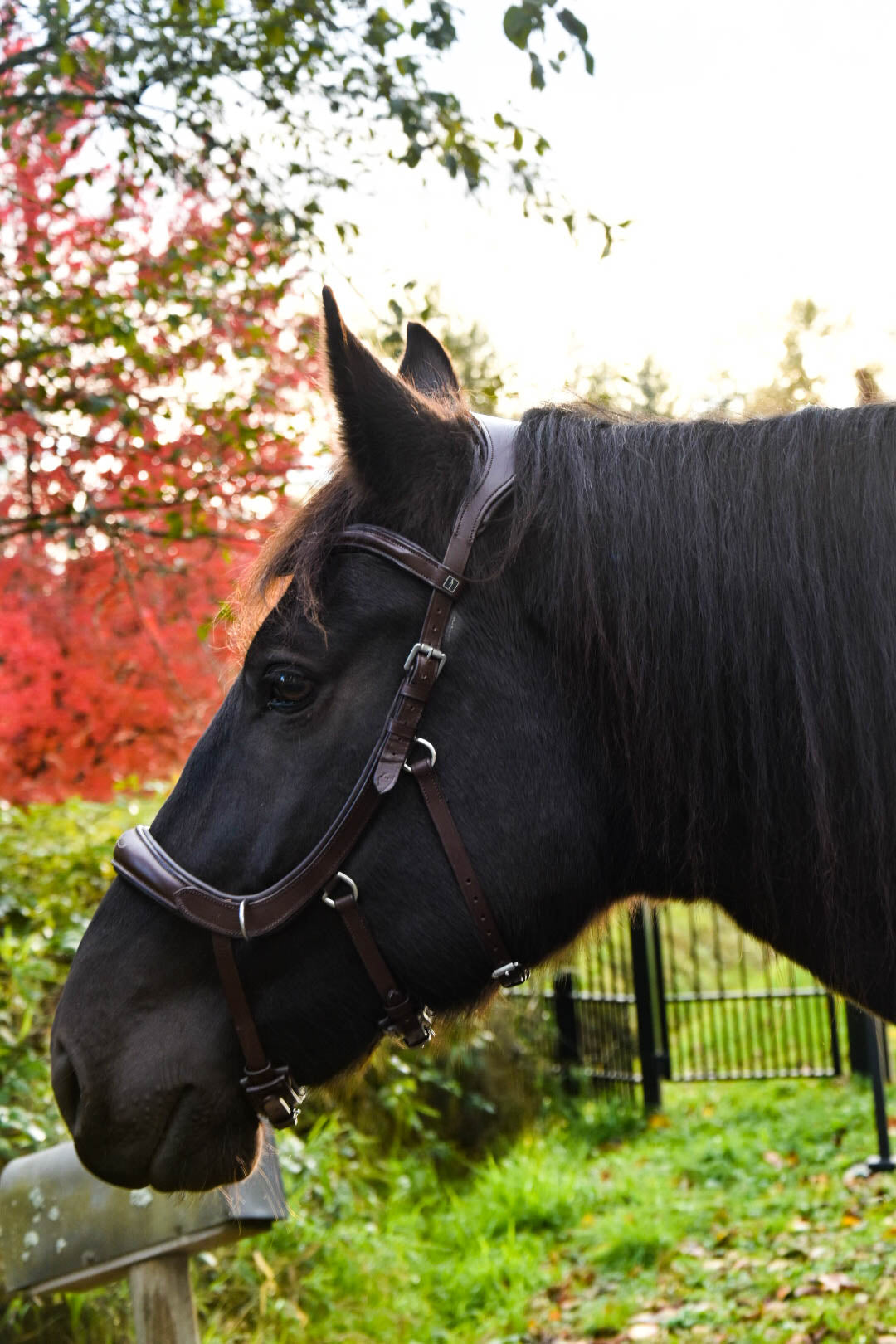 Milo Anatomical Bitless Bridle: 2026 version PRE ORDER ONLY