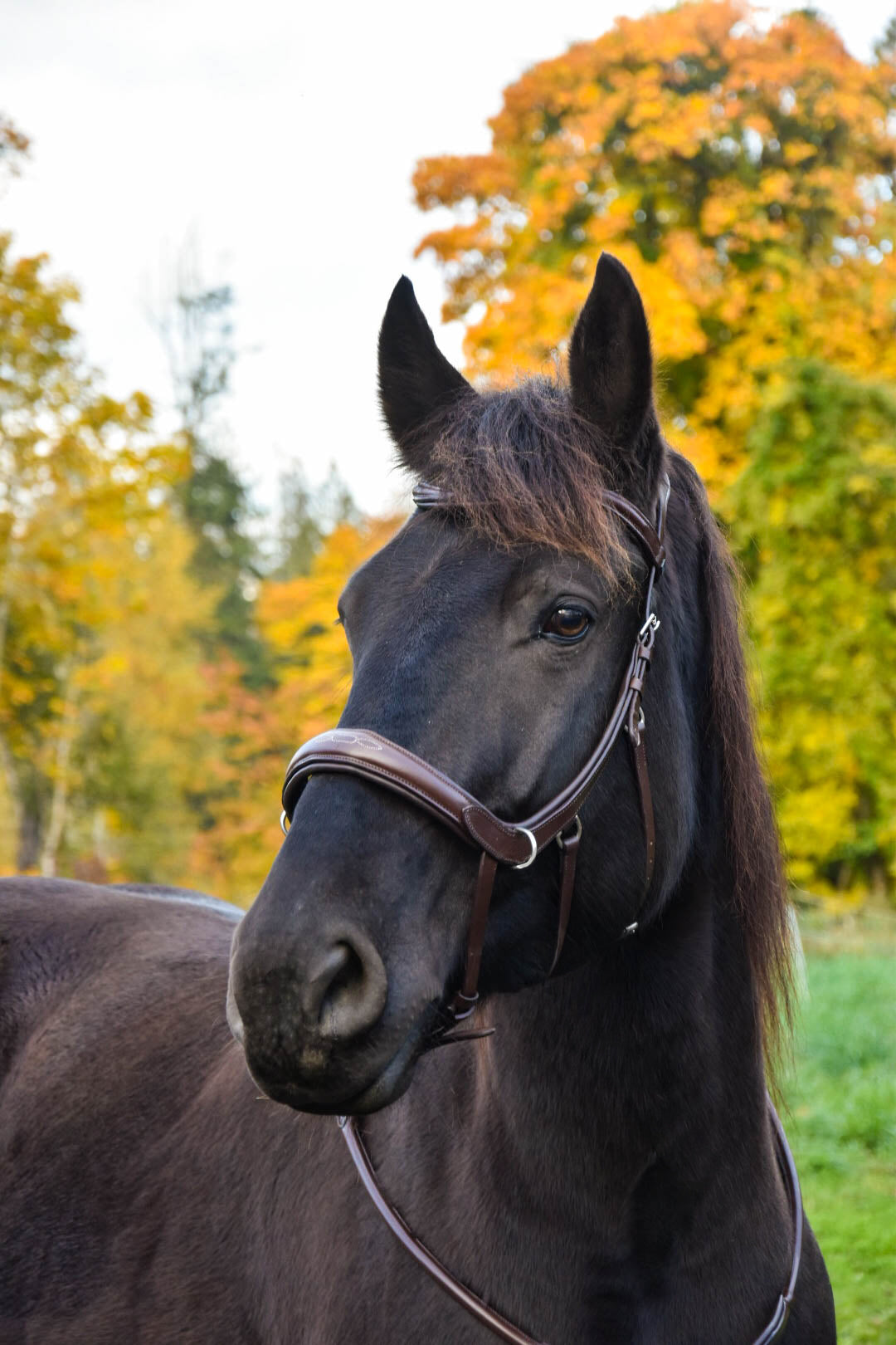 Milo Anatomical Bitless Bridle: 2026 version PRE ORDER ONLY
