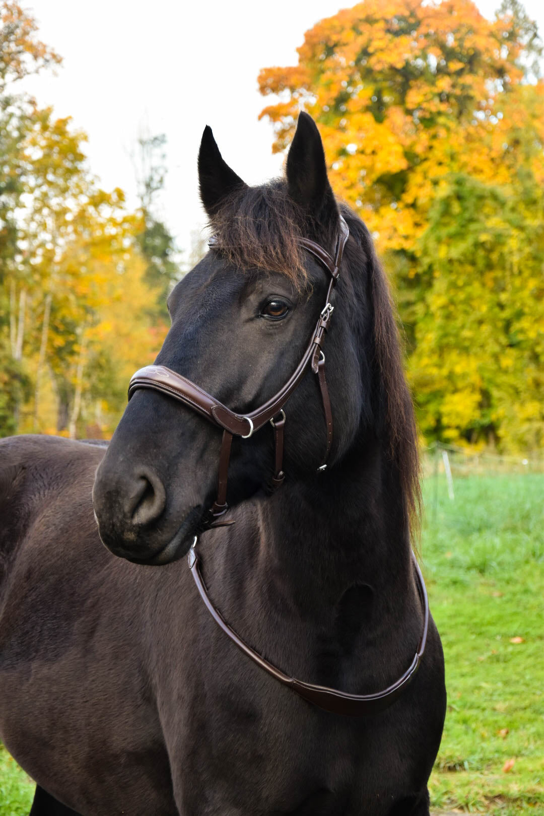 Milo Anatomical Bitless Bridle: 2026 version PRE ORDER ONLY