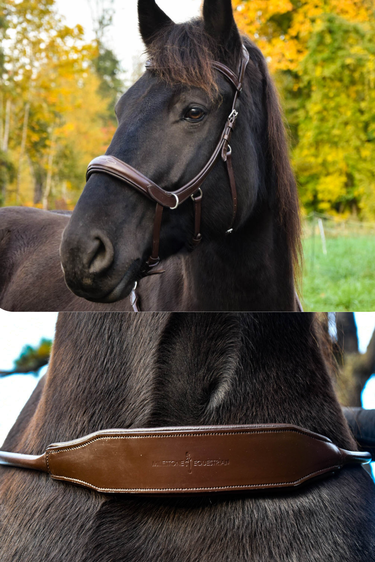 Milo Anatomical Bitless Bridle + Matching Banksy Padded Comfort Neck Rope