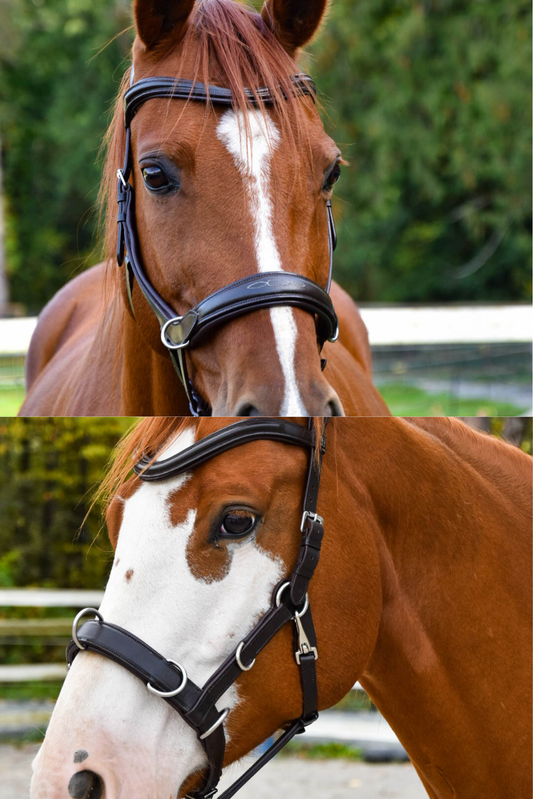 Milo Anatomical Bitless Bridle + Matching Dallas Convertible Multi Bridle